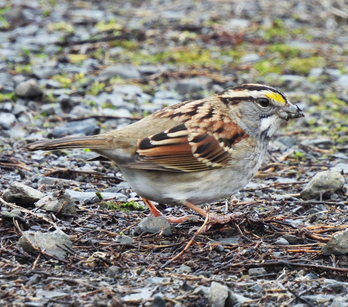 White-throated Sparrow - Rick Bennett
