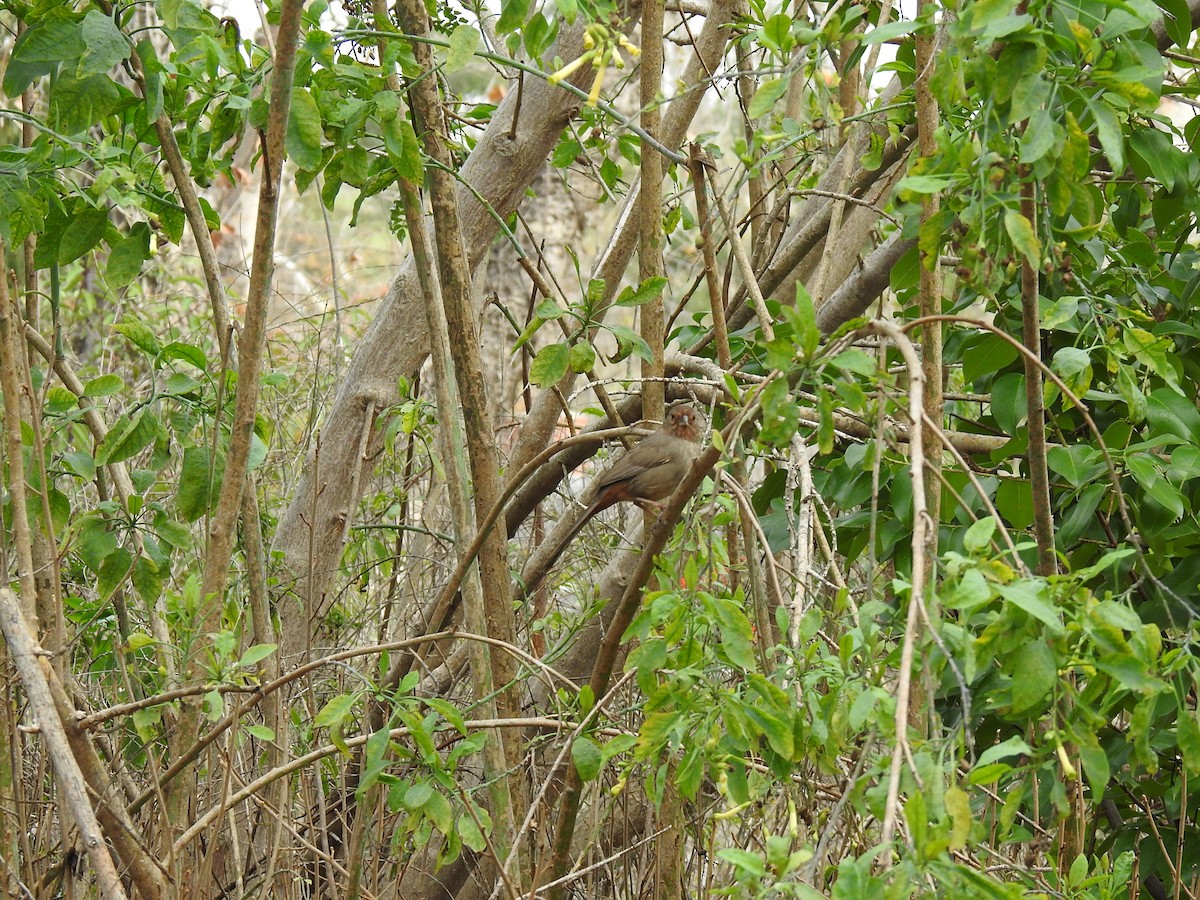 California Towhee - ML613965598