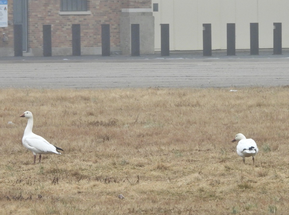 Snow Goose - ML613965613