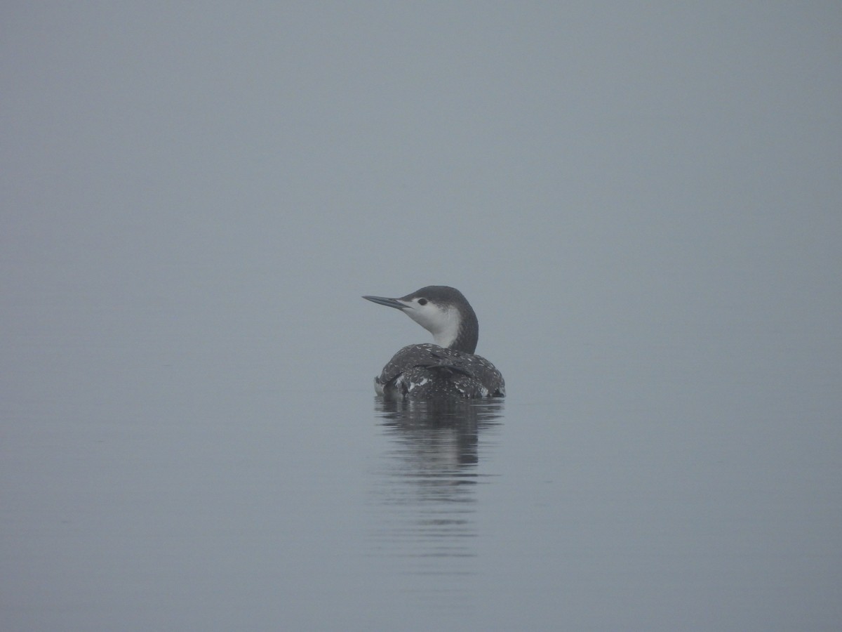 Red-throated Loon - ML613965634