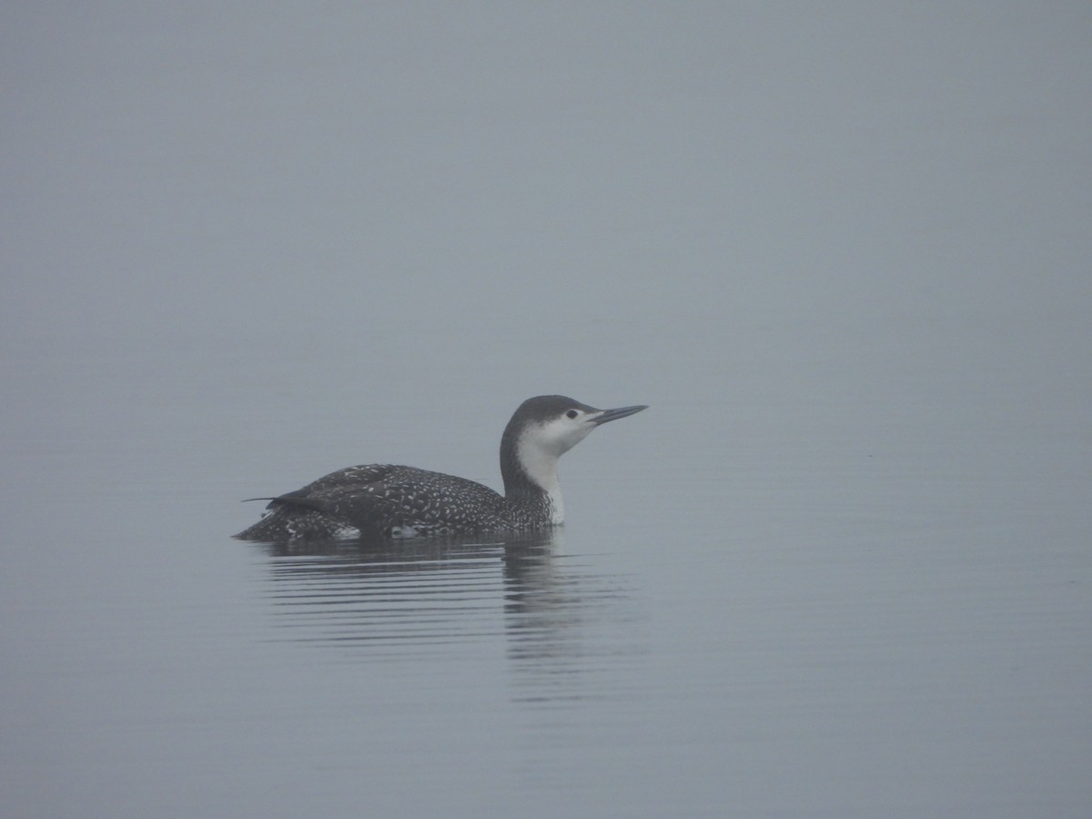 Red-throated Loon - ML613965635