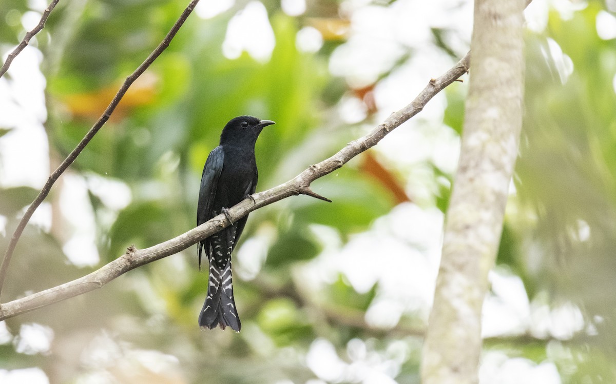 Square-tailed Drongo-Cuckoo - ML613965953