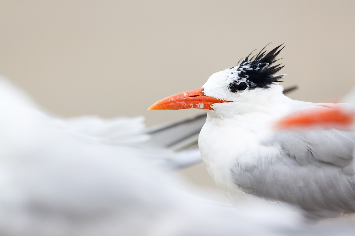 Royal Tern - ML613966022