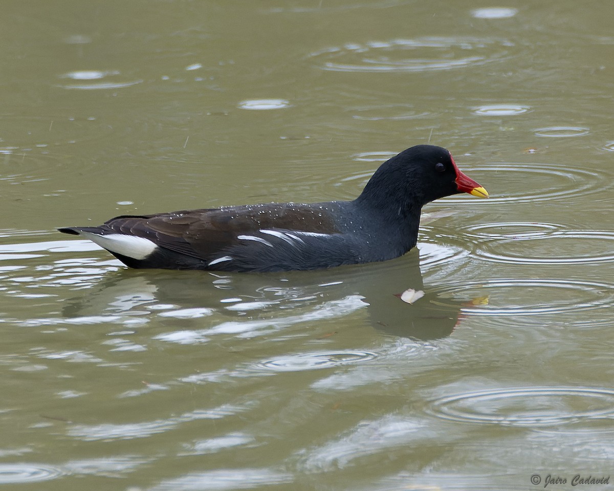 Teichhuhn - ML613966062