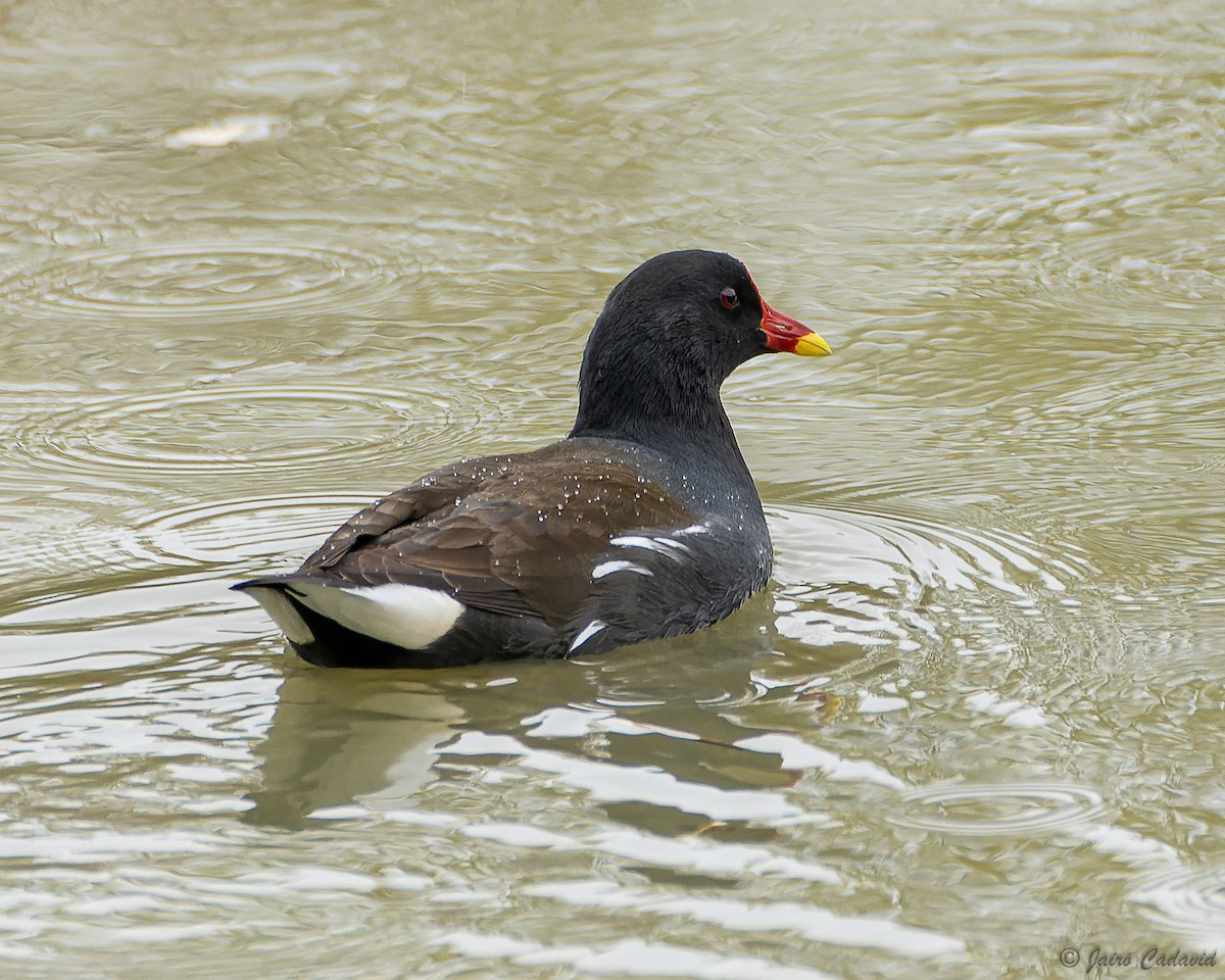 Teichhuhn - ML613966063