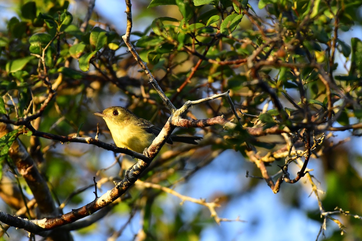 Cuban Vireo - ML613966189