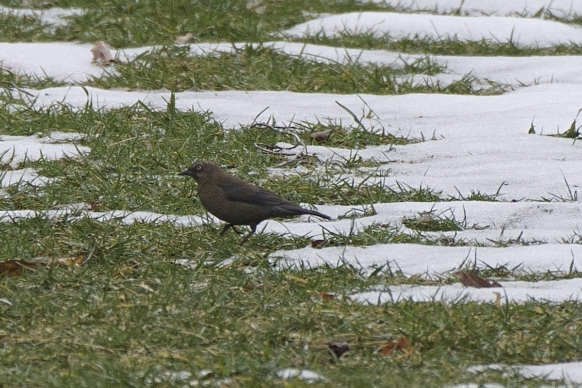 Rusty Blackbird - Howard Haysom