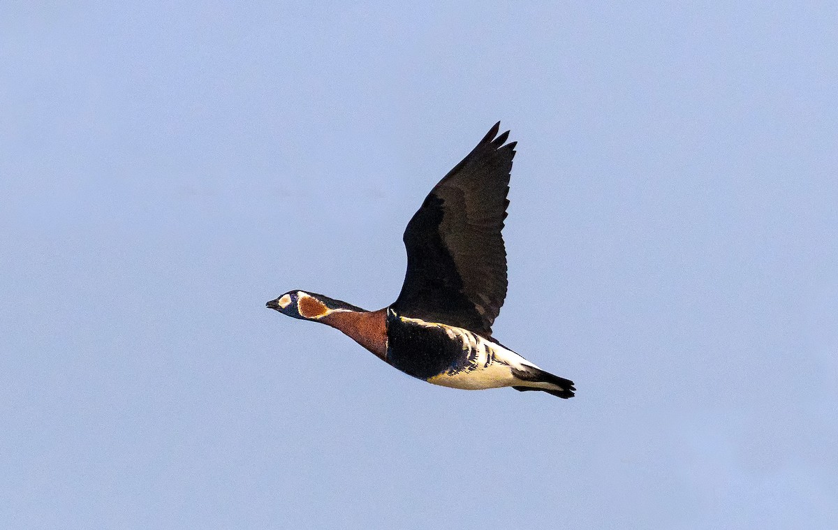 Red-breasted Goose - ML613966304