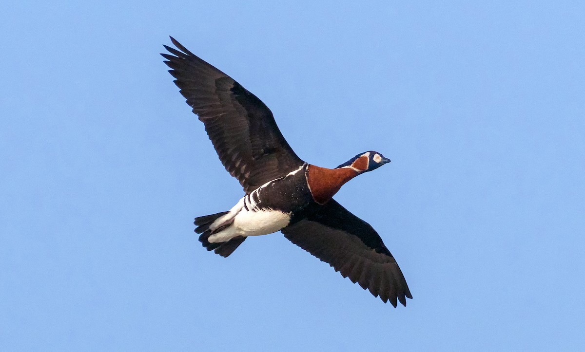 Red-breasted Goose - ML613966305