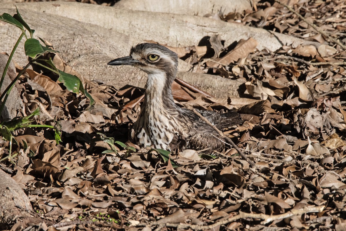 Bush Thick-knee - ML613966328