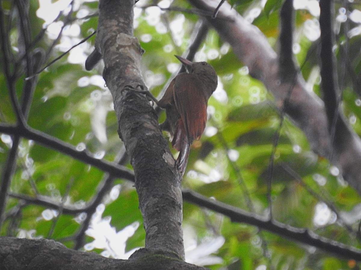 Uniform Woodcreeper (Uniform) - ML613966357