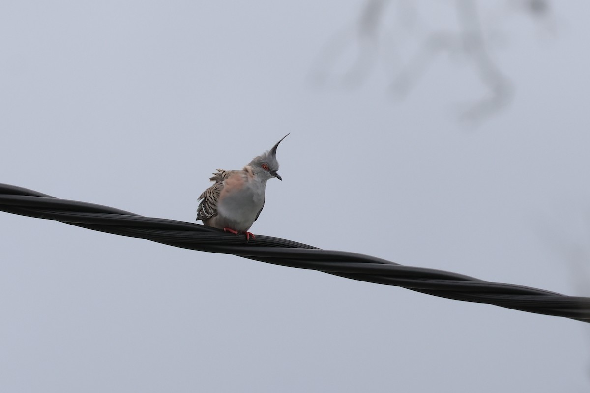 Crested Pigeon - ML613966425