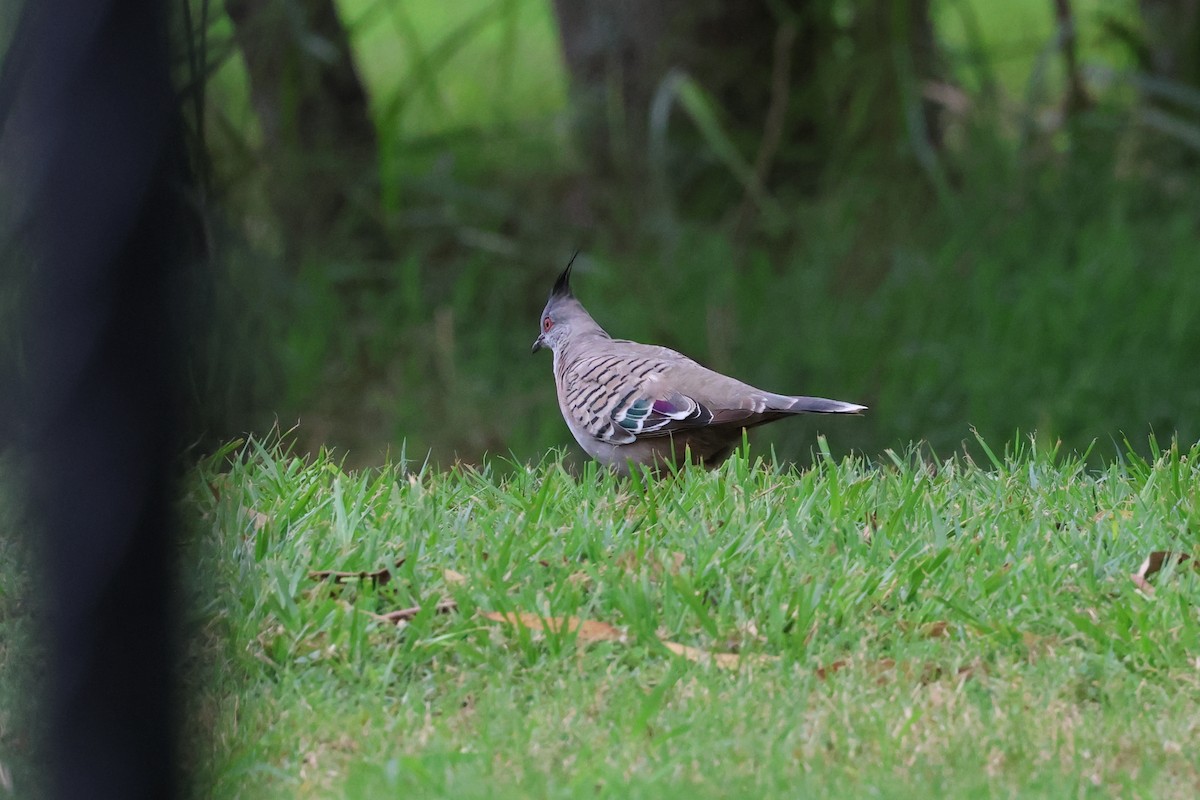 Crested Pigeon - ML613966426