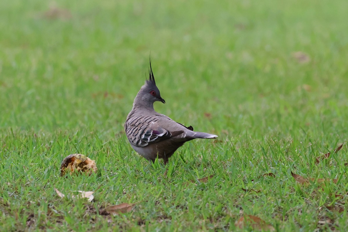 Crested Pigeon - ML613966427