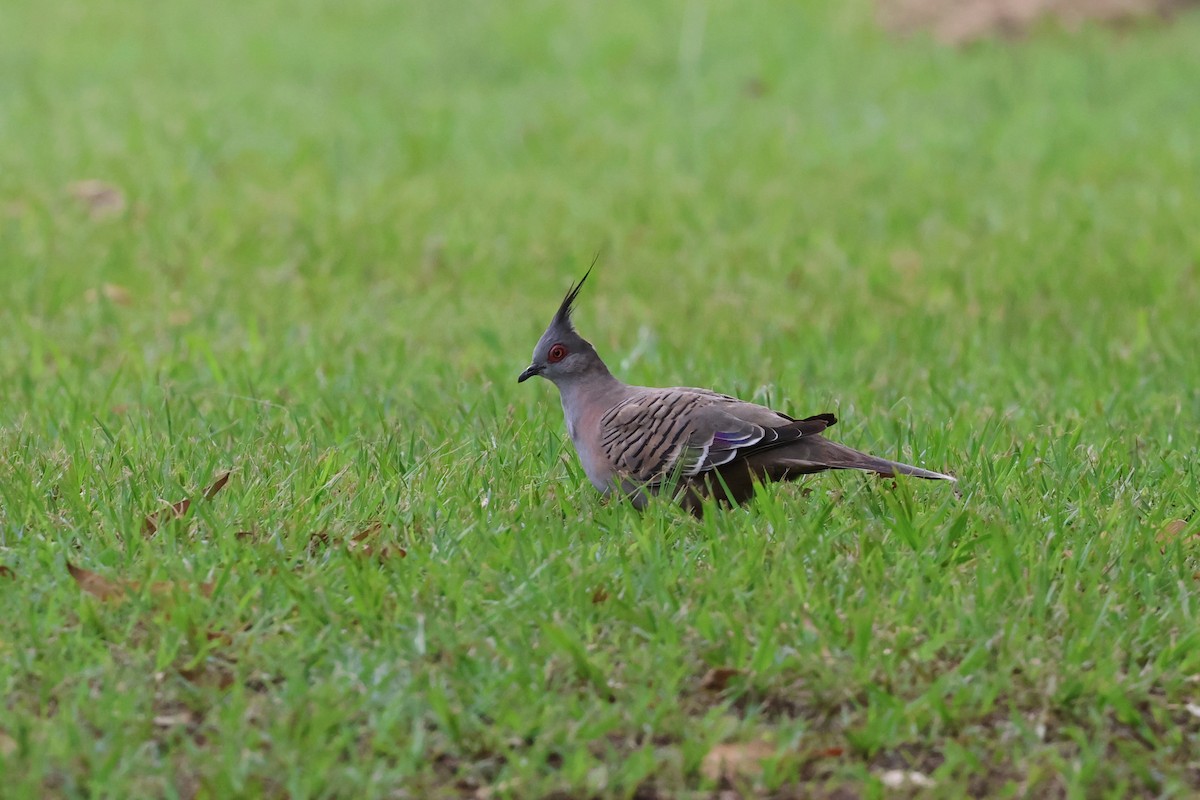 Crested Pigeon - ML613966428