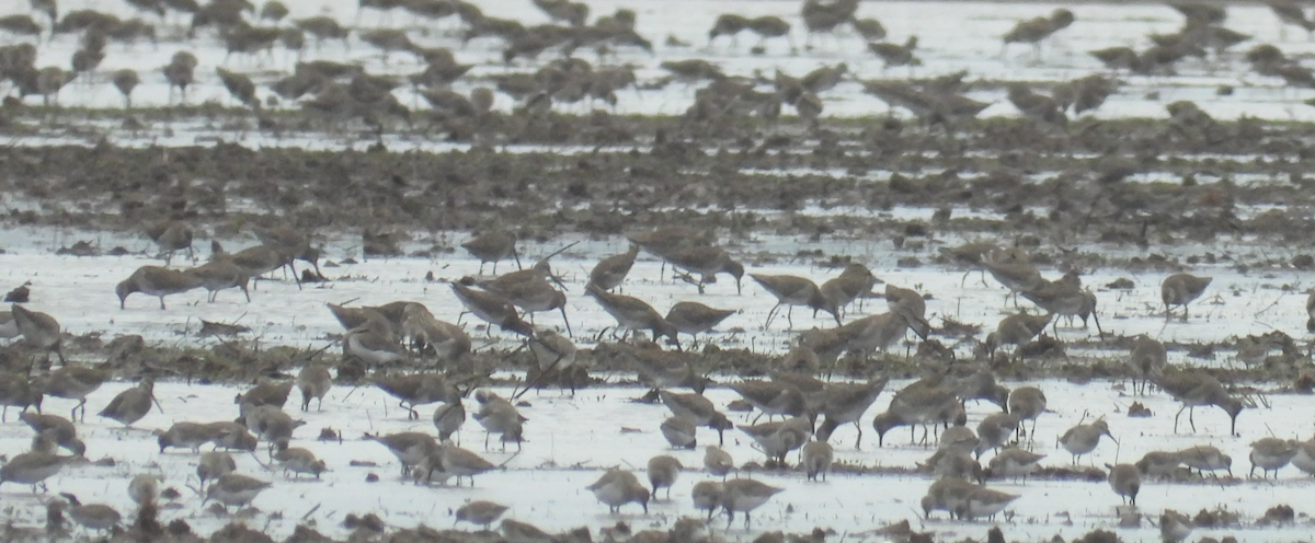 Long-billed Dowitcher - ML613966516