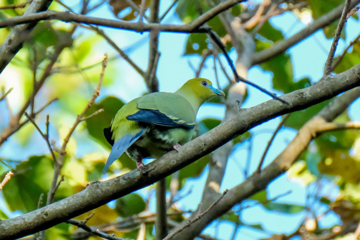 Pin-tailed Green-Pigeon - Oscar Vazquez
