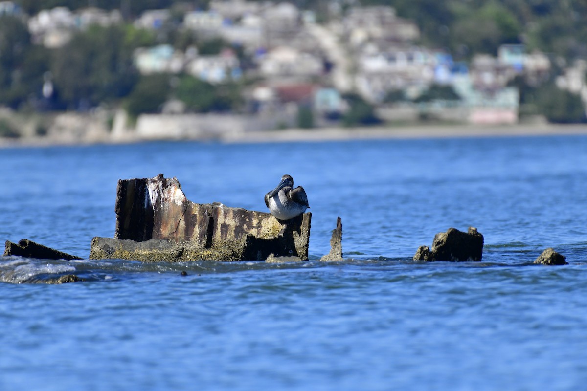 Brown Pelican (Southern) - ML613966586