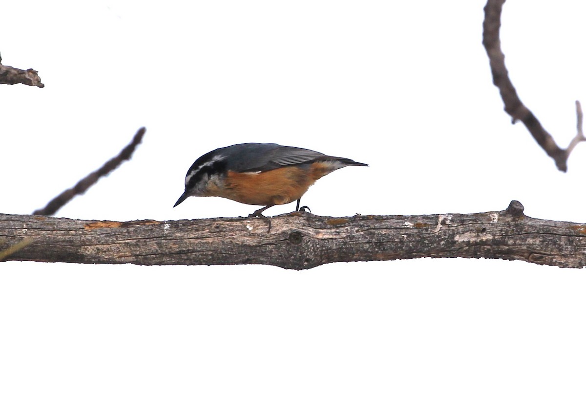 Red-breasted Nuthatch - Terry Pflugrad