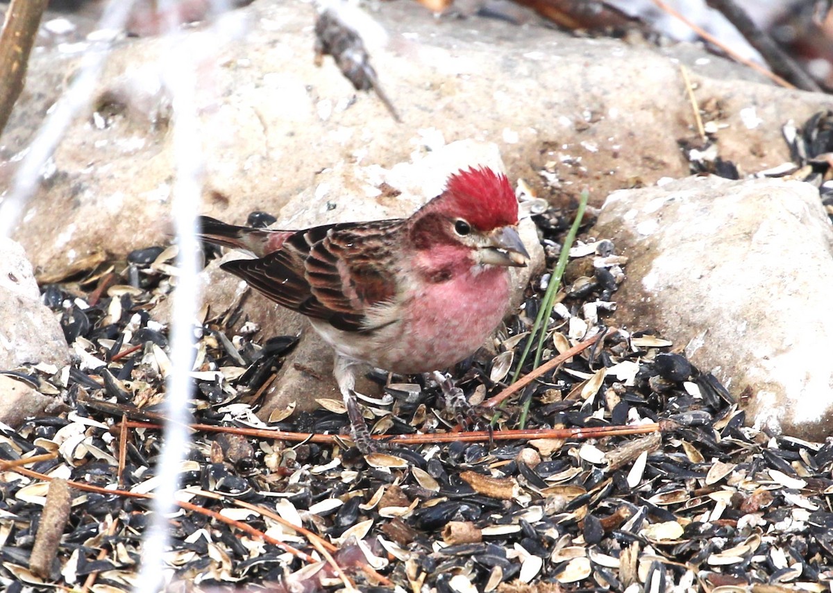 Cassin's Finch - Terry Pflugrad