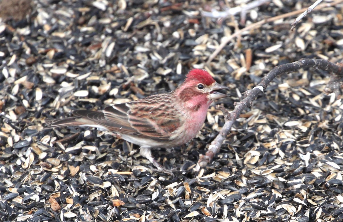 Cassin's Finch - Terry Pflugrad