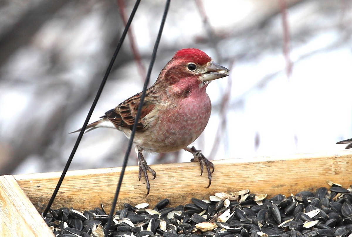 Cassin's Finch - ML613966659