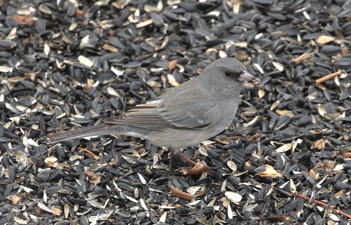 Dark-eyed Junco (White-winged) - ML613966763