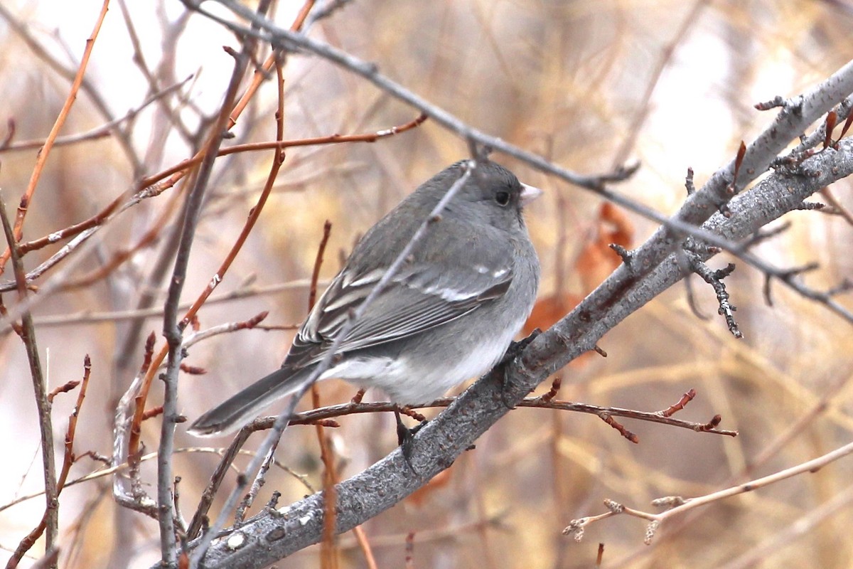 Junco Ojioscuro (aikeni) - ML613966774