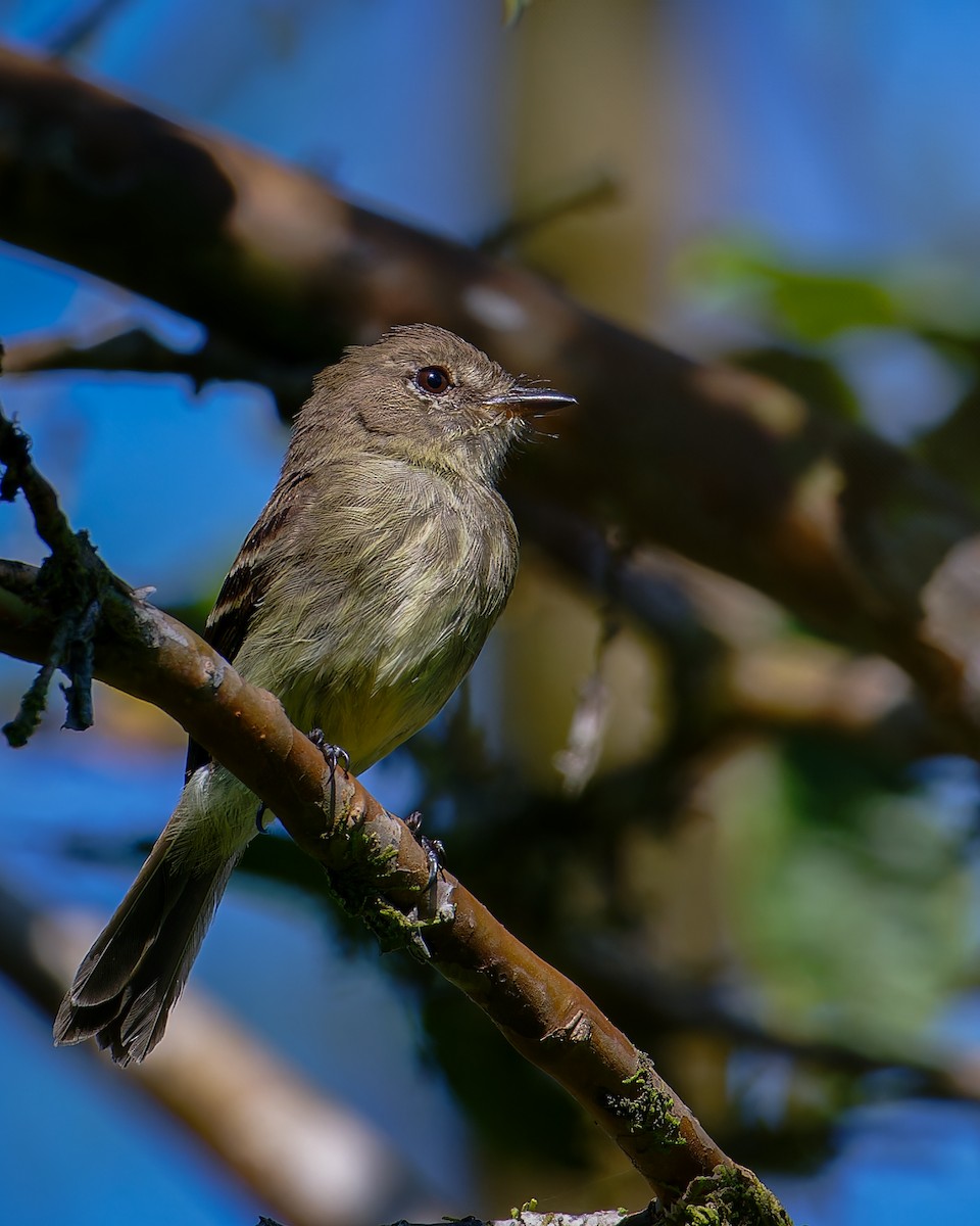 Olive-chested Flycatcher - Johnnier Arango 🇨🇴 theandeanbirder.com