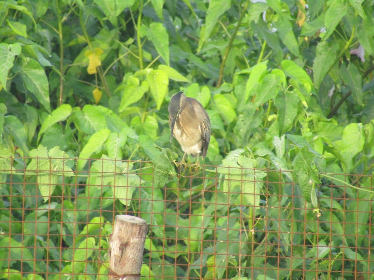 Striated Heron - Siva T