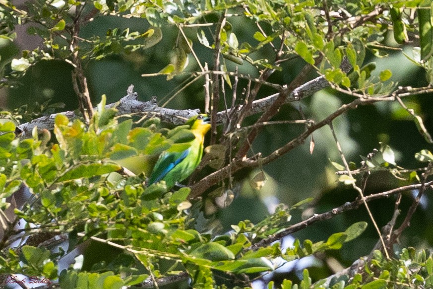 Yellow-throated Leafbird - ML613966920