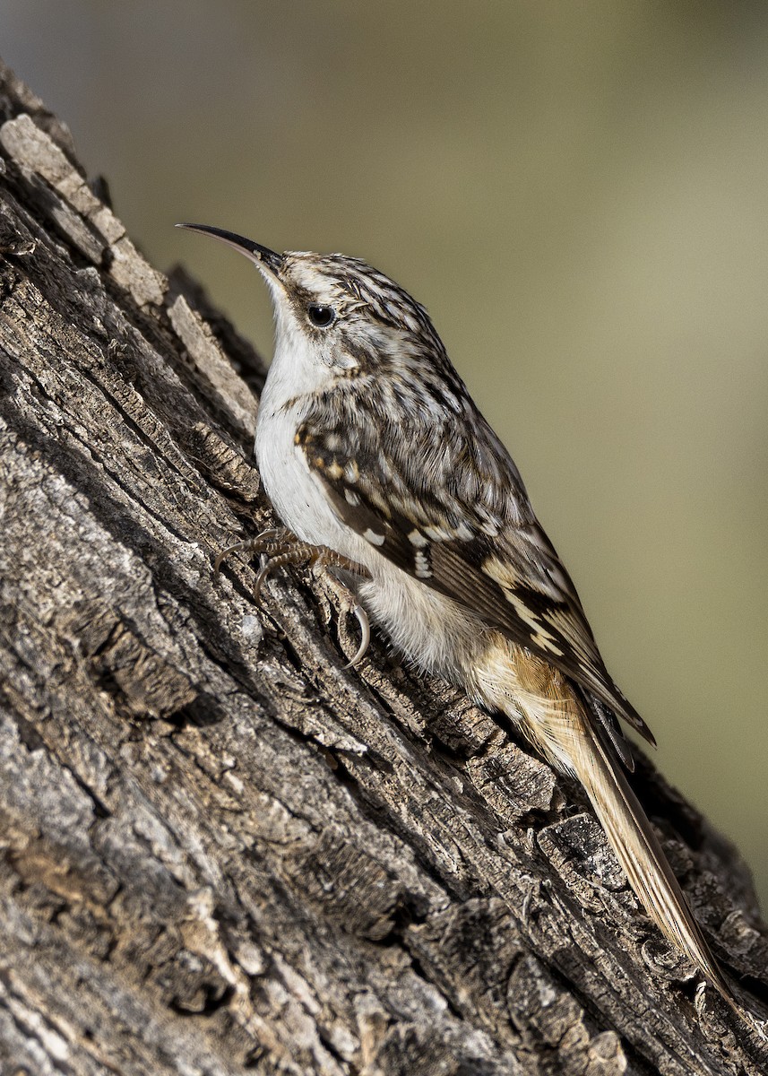 Brown Creeper - ML613967326