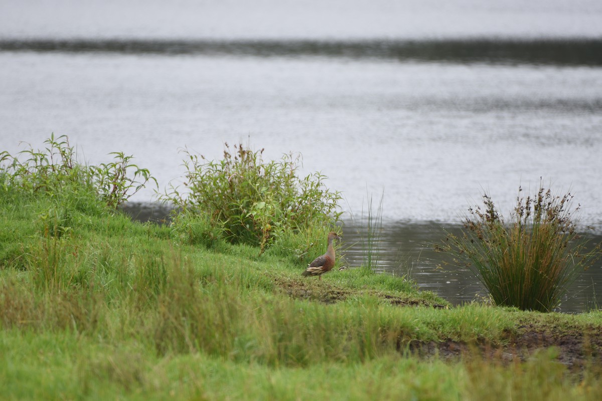 Plumed Whistling-Duck - ML613967359