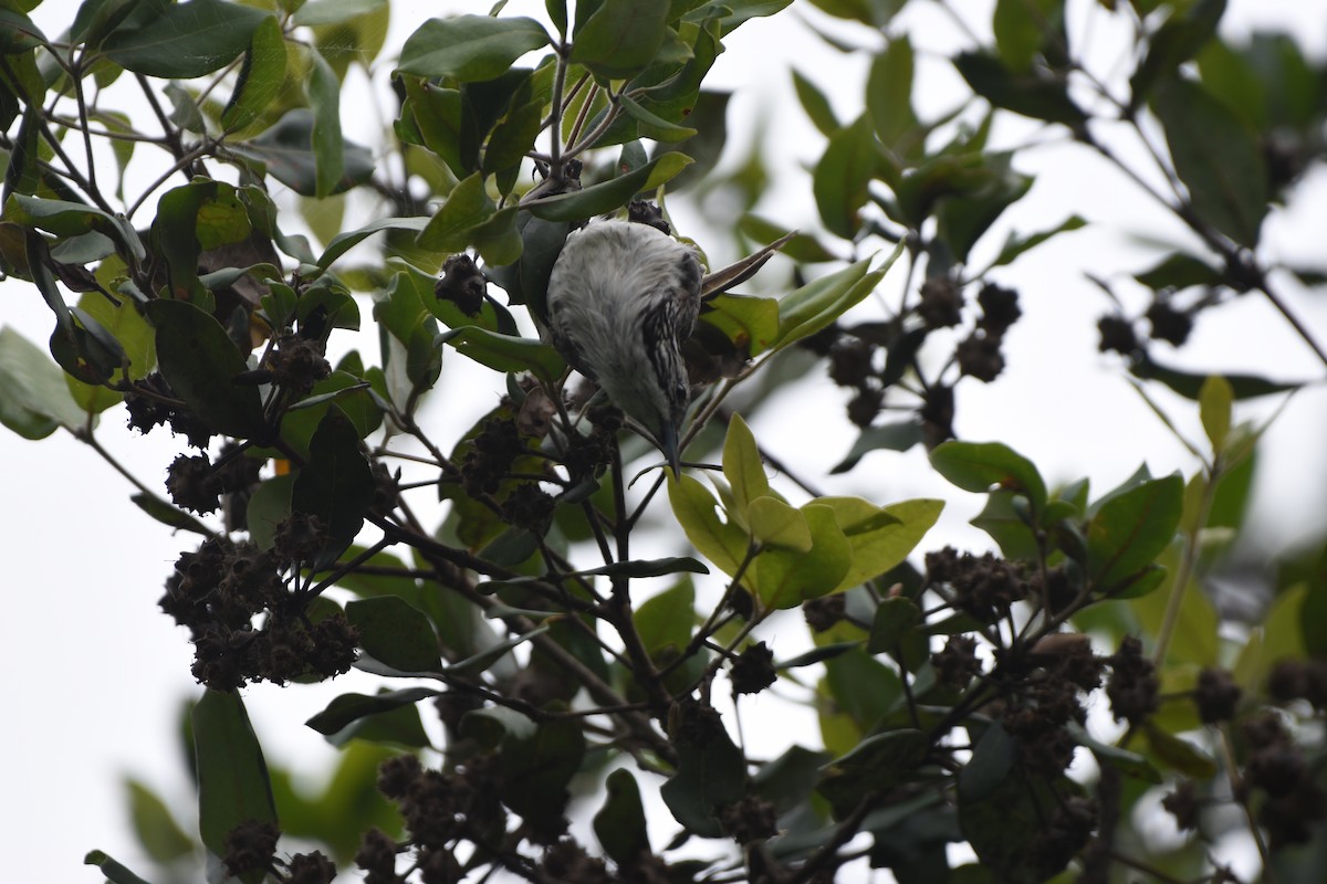 Striped Honeyeater - ML613967367