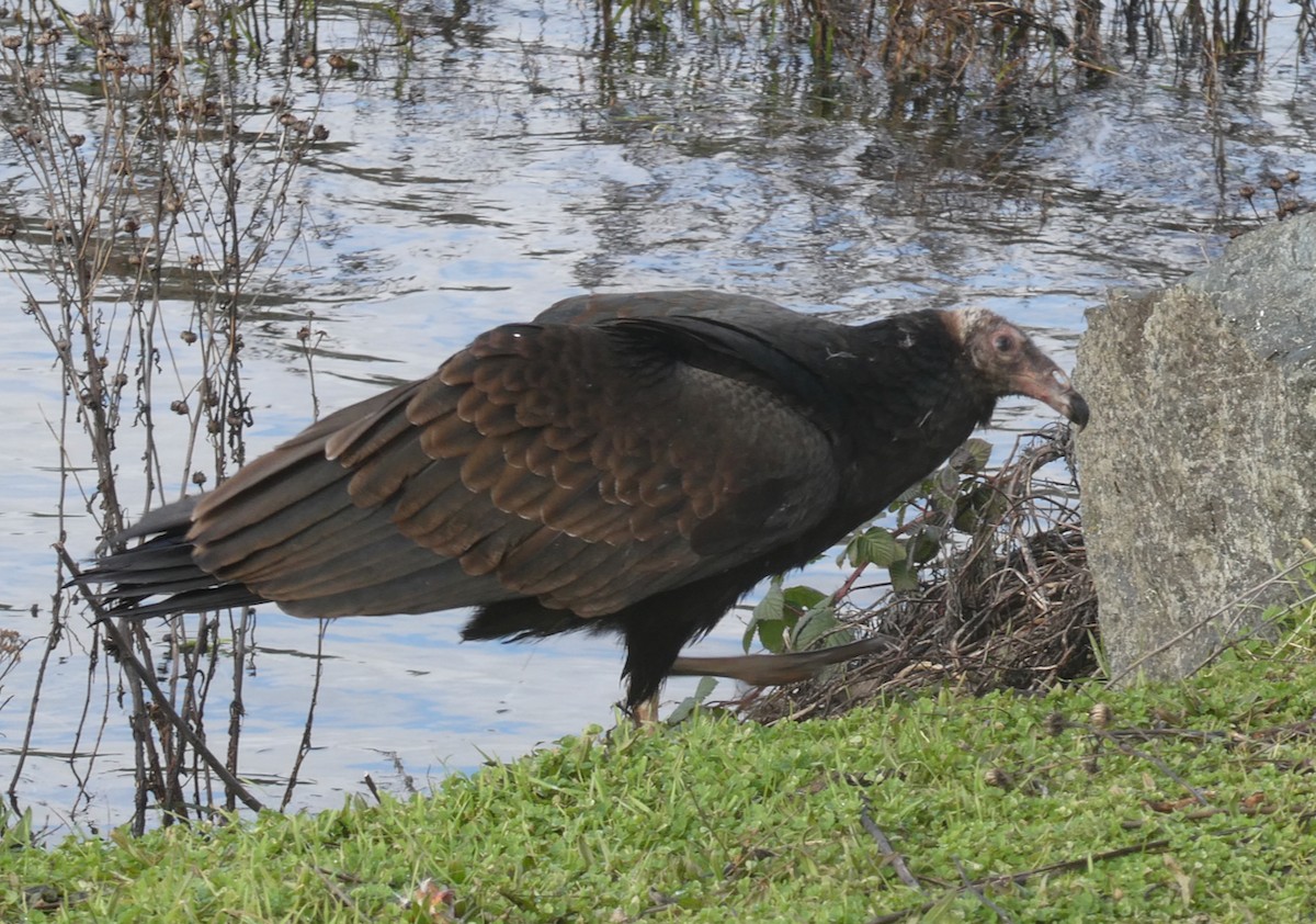 Turkey Vulture - ML613967382