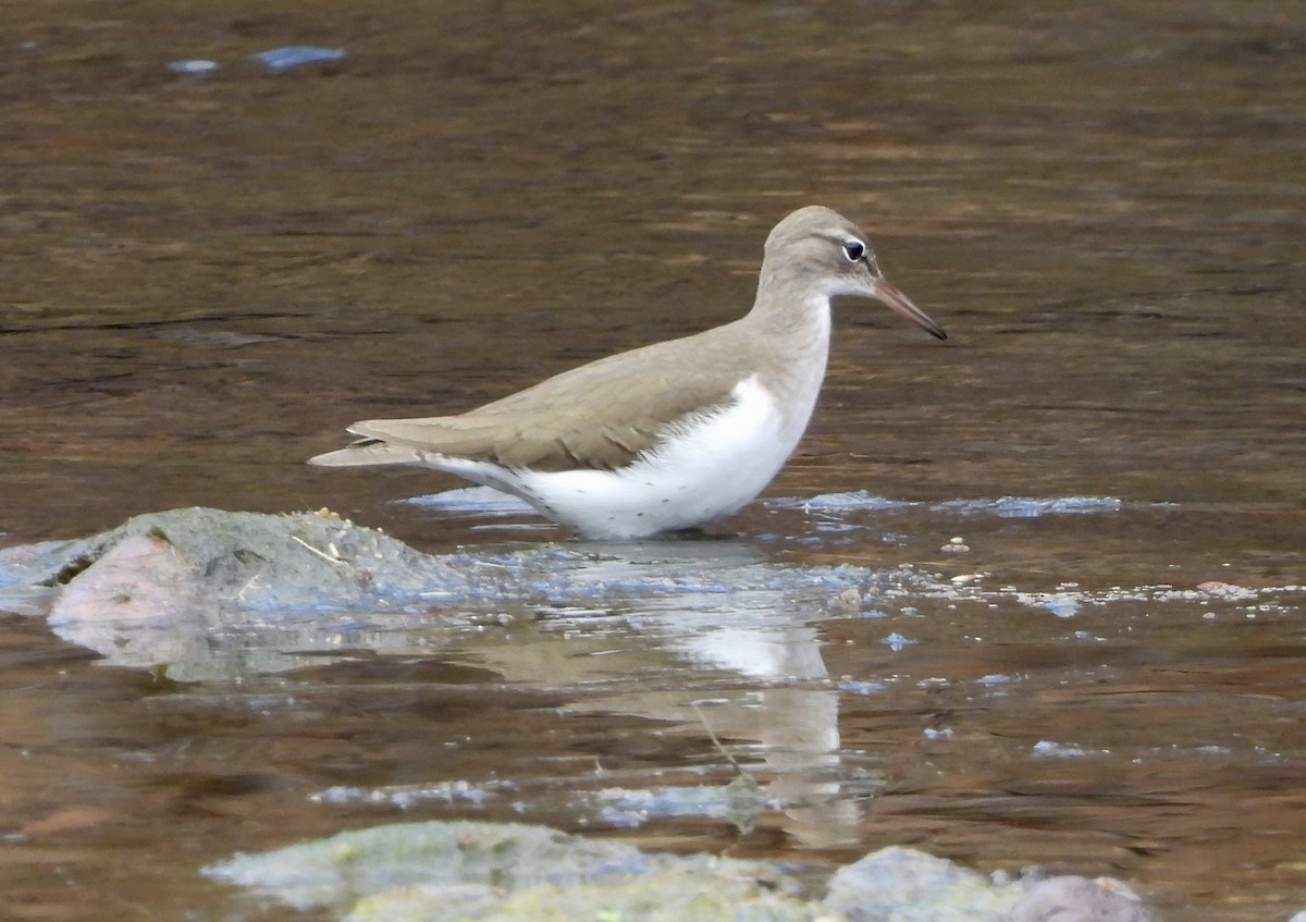 Spotted Sandpiper - ML613967478