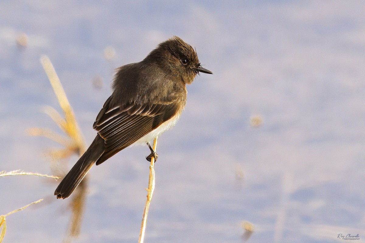 Black Phoebe - ML613967514