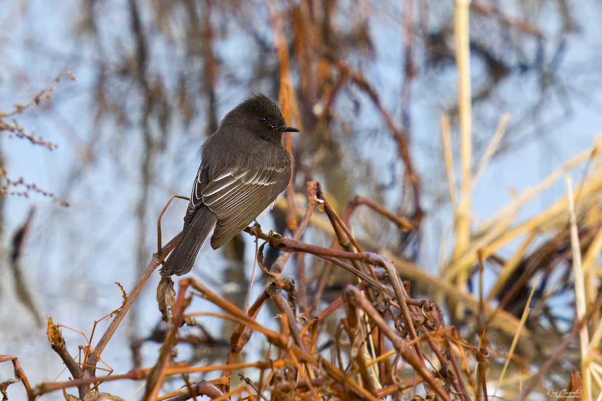 Black Phoebe - ML613967515