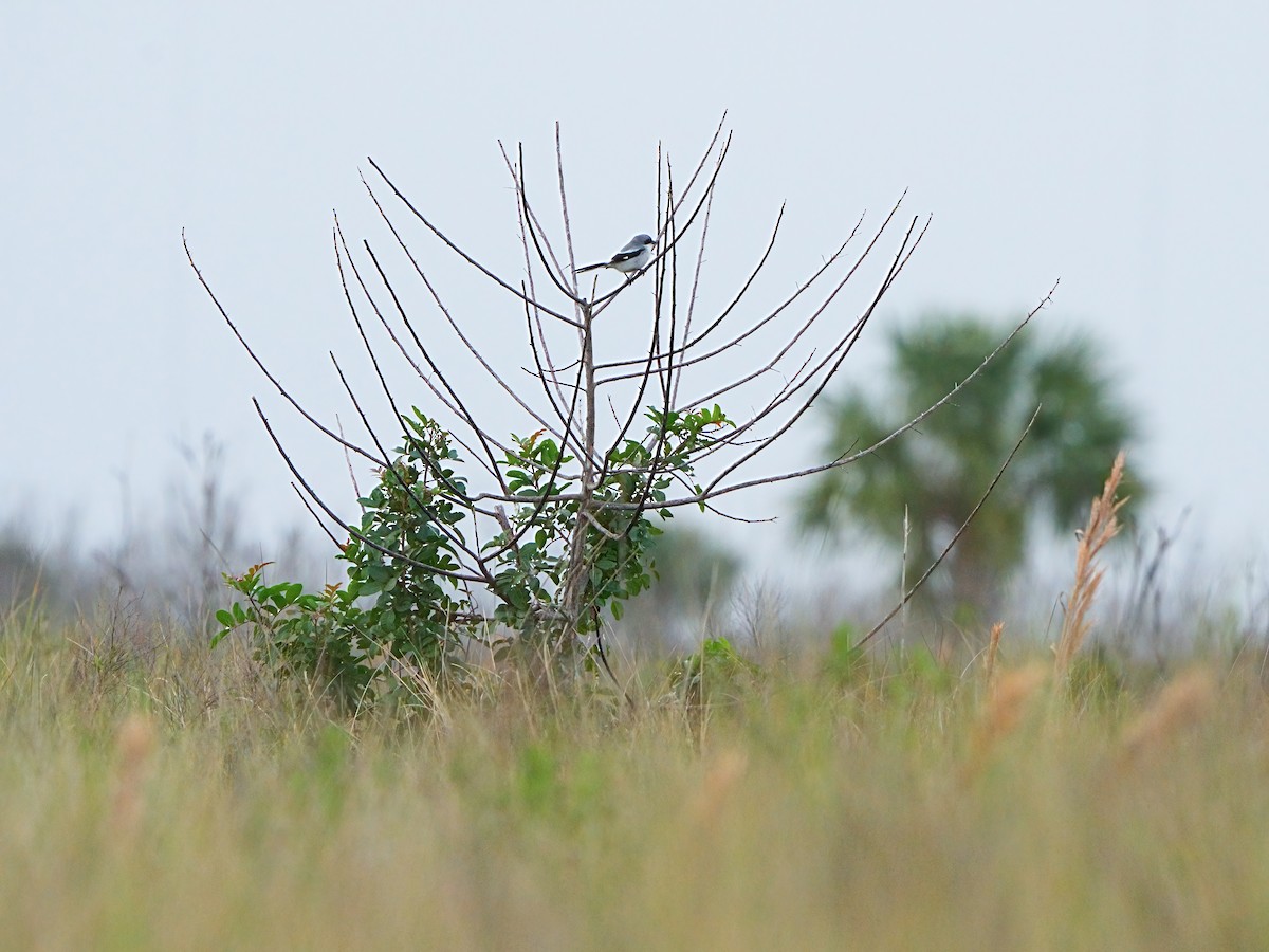Loggerhead Shrike - ML613967521