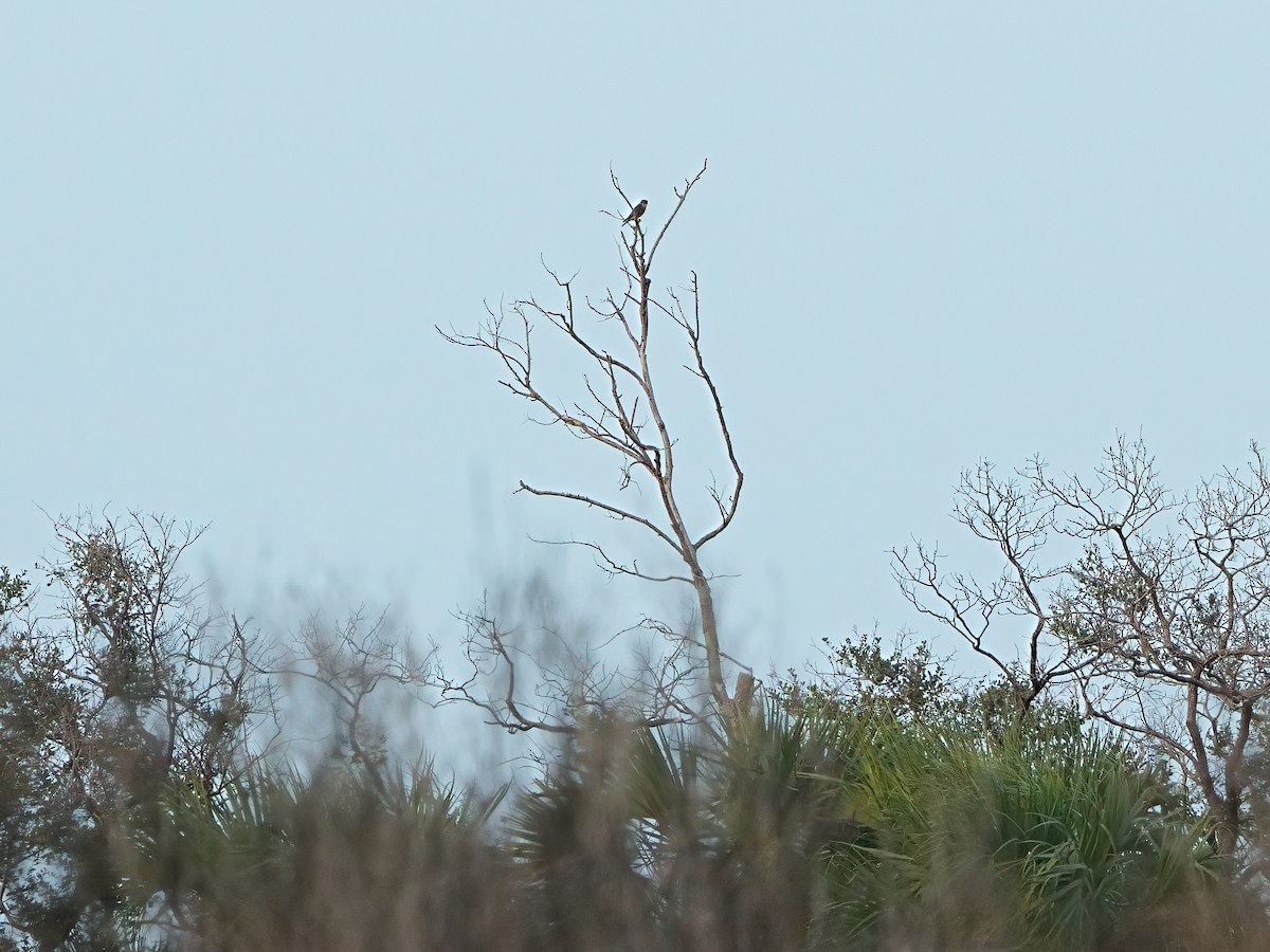Merlin - ML613967525