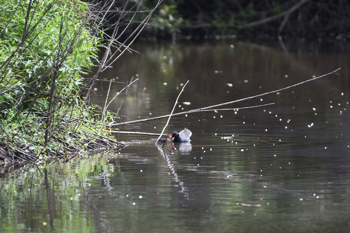 Dusky Moorhen - ML613967596