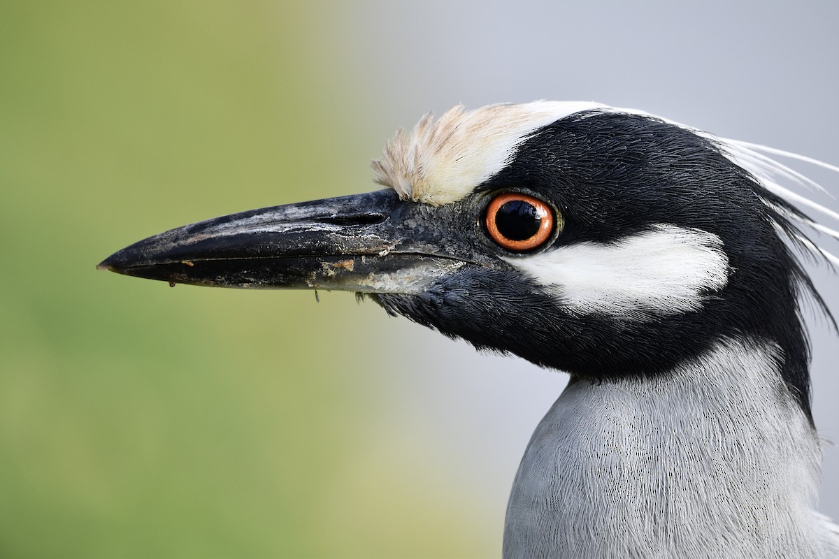 Yellow-crowned Night Heron - ML613967643