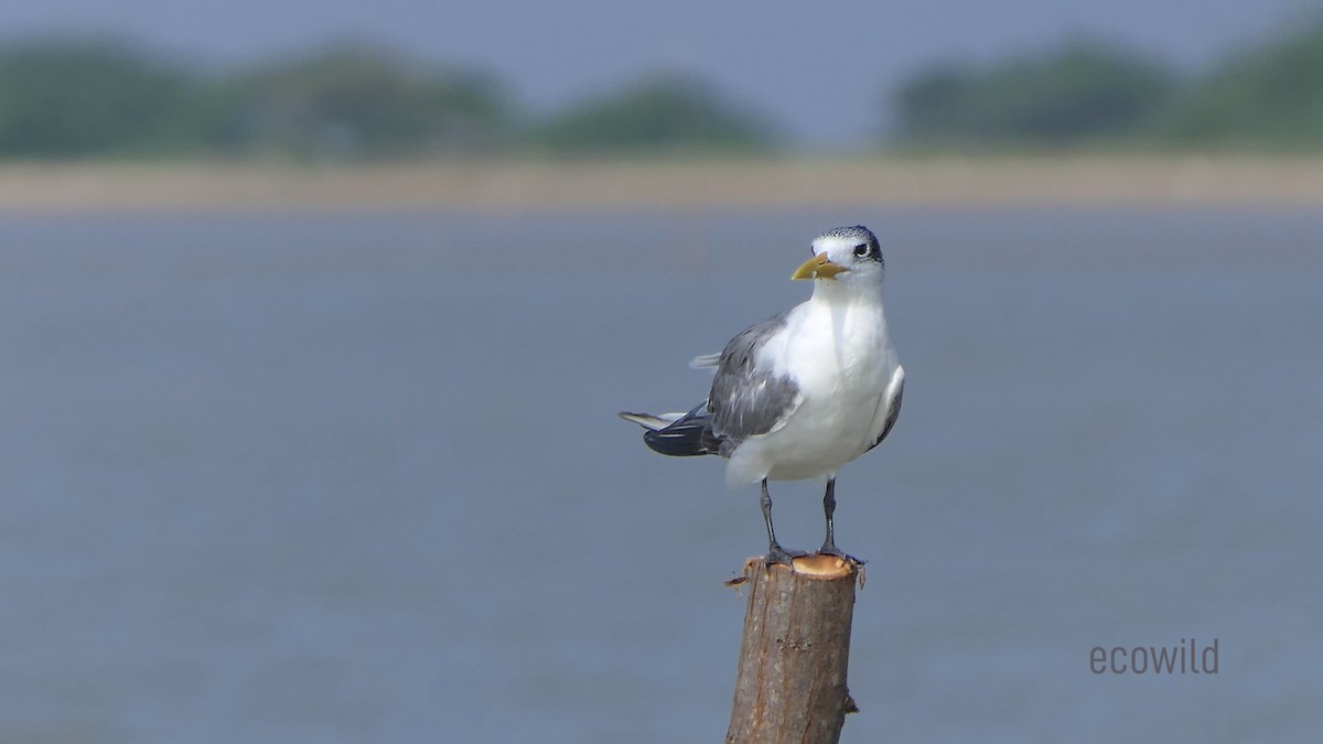 Great Crested Tern - ML613967690