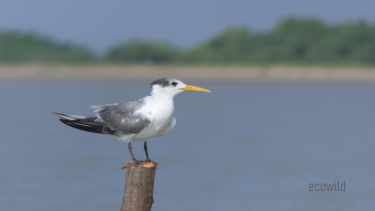 Great Crested Tern - ML613967691