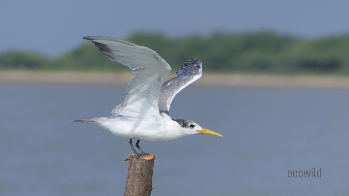 Great Crested Tern - ML613967692