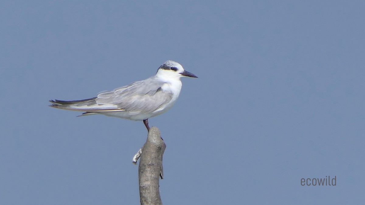 Whiskered Tern - ML613967738