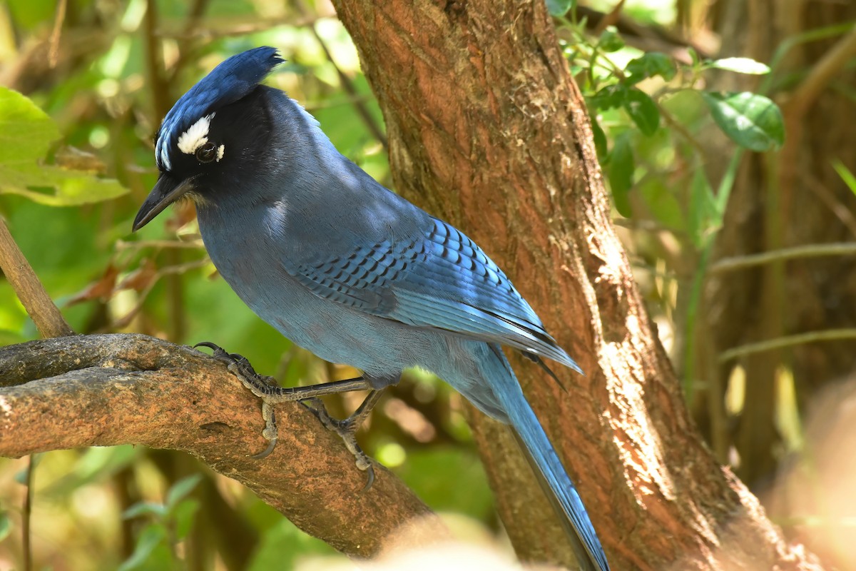 Steller's Jay (Middle American) - Brandon Caswell