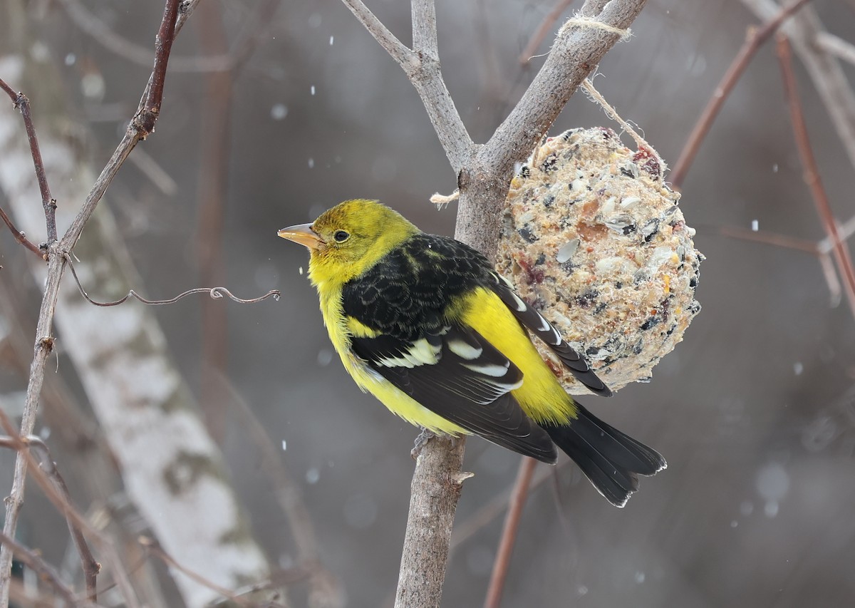 Western Tanager - ML613967803