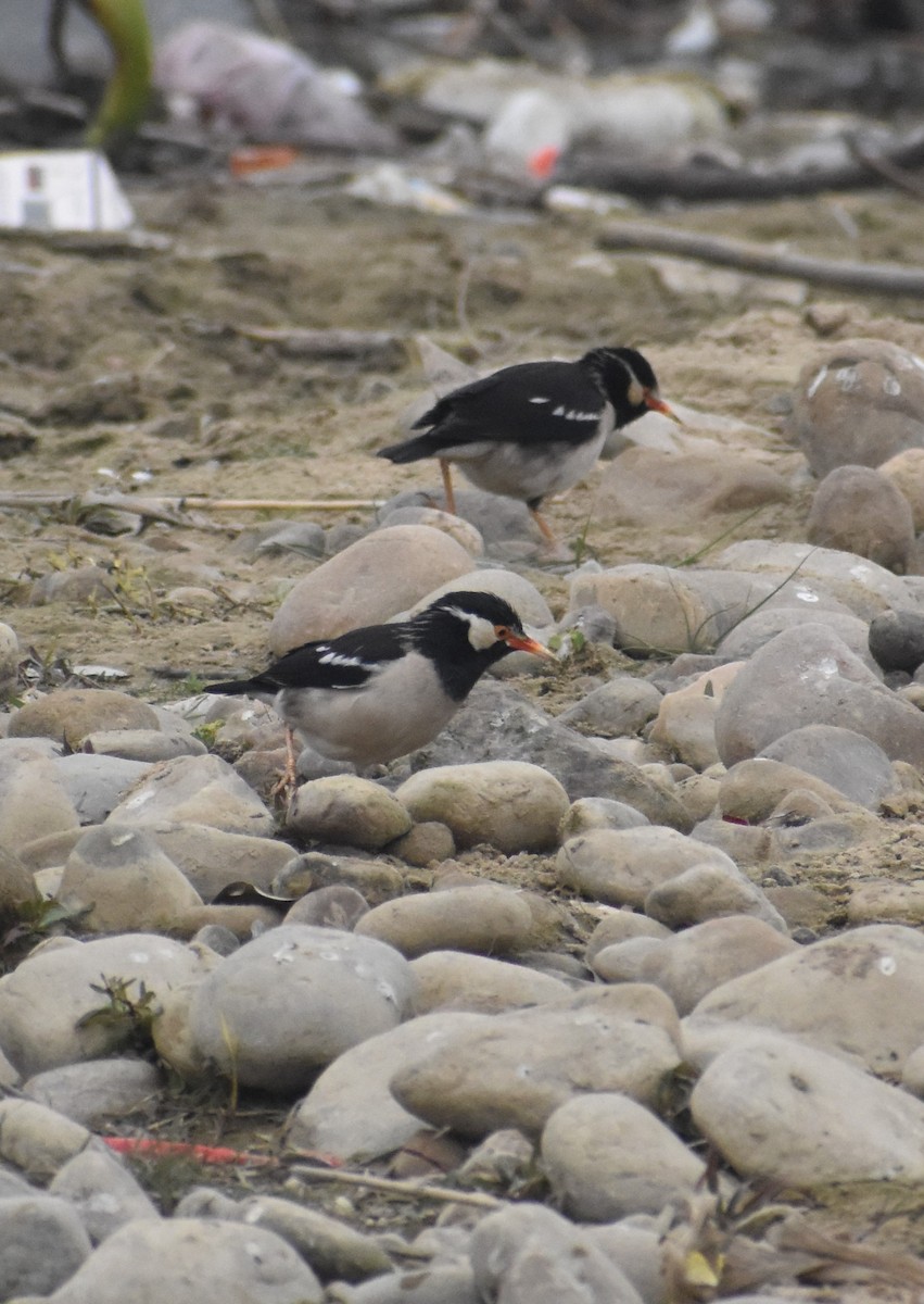 Indian Pied Starling - ML613967836