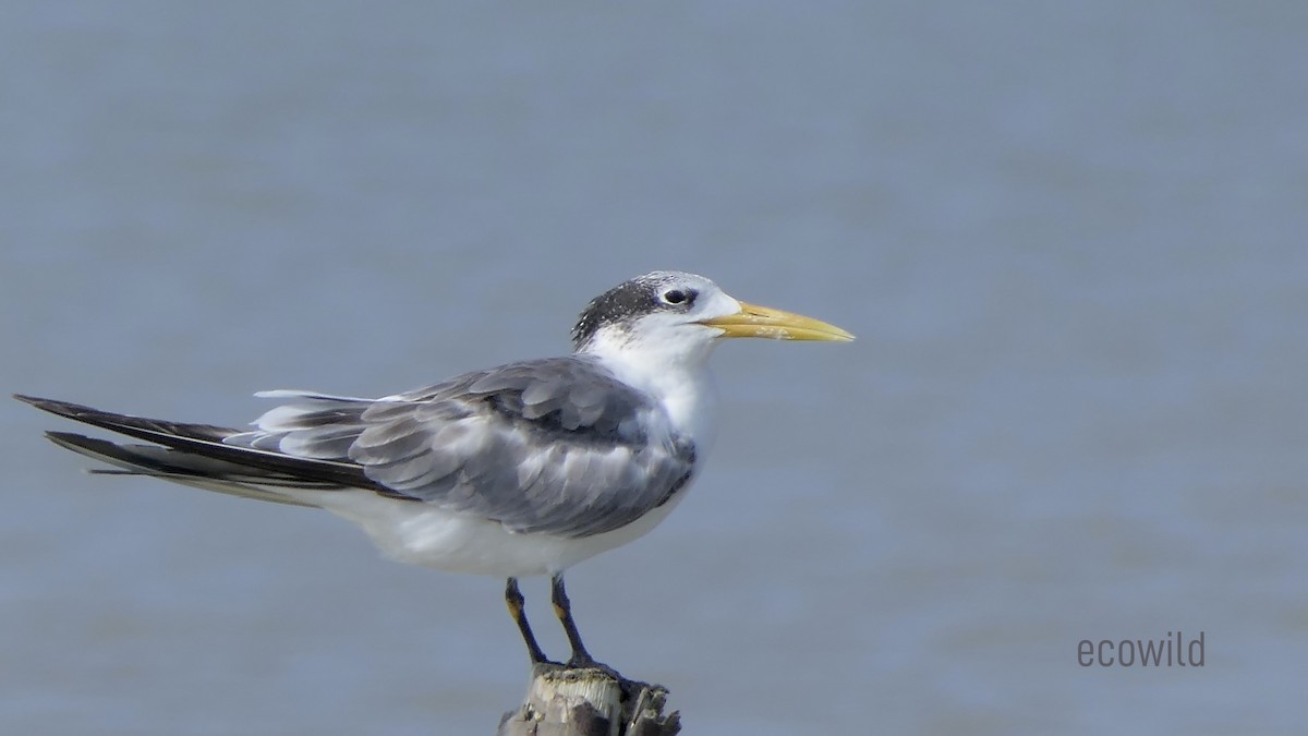 Great Crested Tern - ML613968010